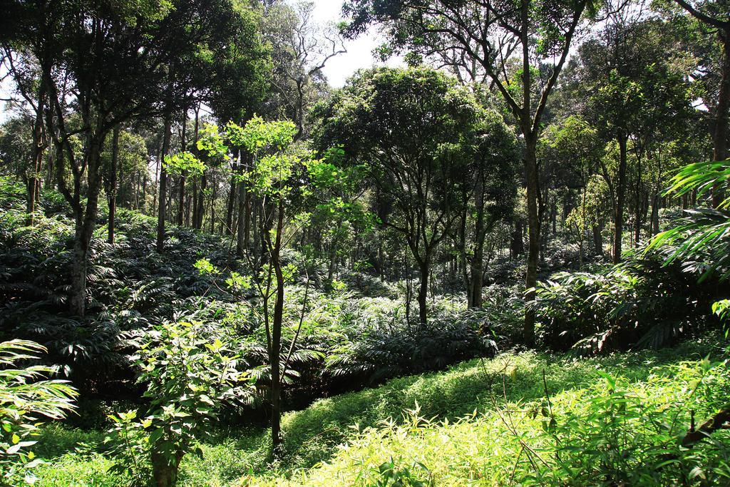Thekkady Kalarickal Heritage Bungalow Vandanmedu Ngoại thất bức ảnh